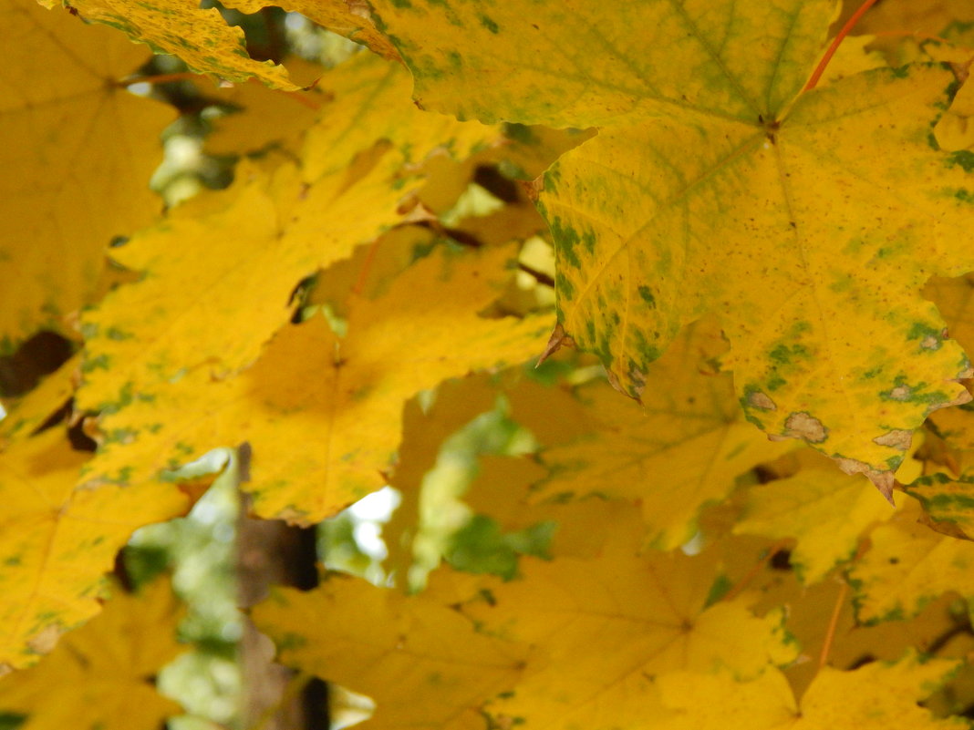 Дыхание осени - Анастасия С