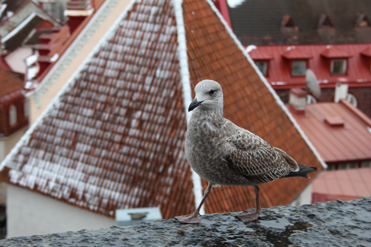 птица и город - Валентина 