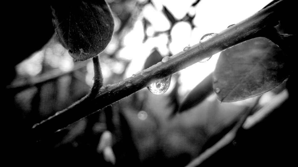 Water drop - Dan R