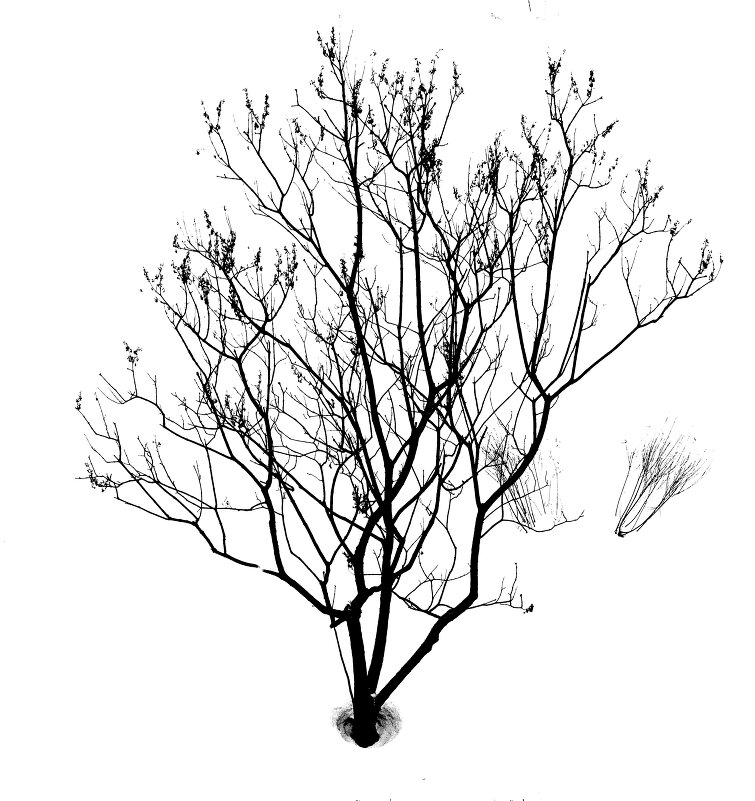 *** - Алекс Патерсон