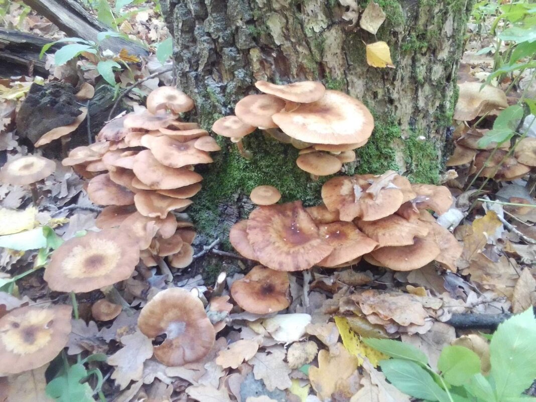 Осень. Опятки!!! - Архарова Валентина 