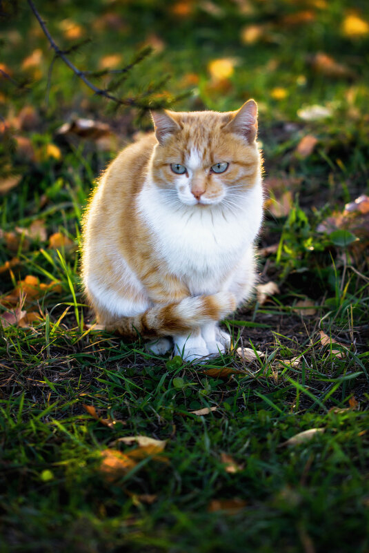 Осенний кот - TATYANA PODYMA