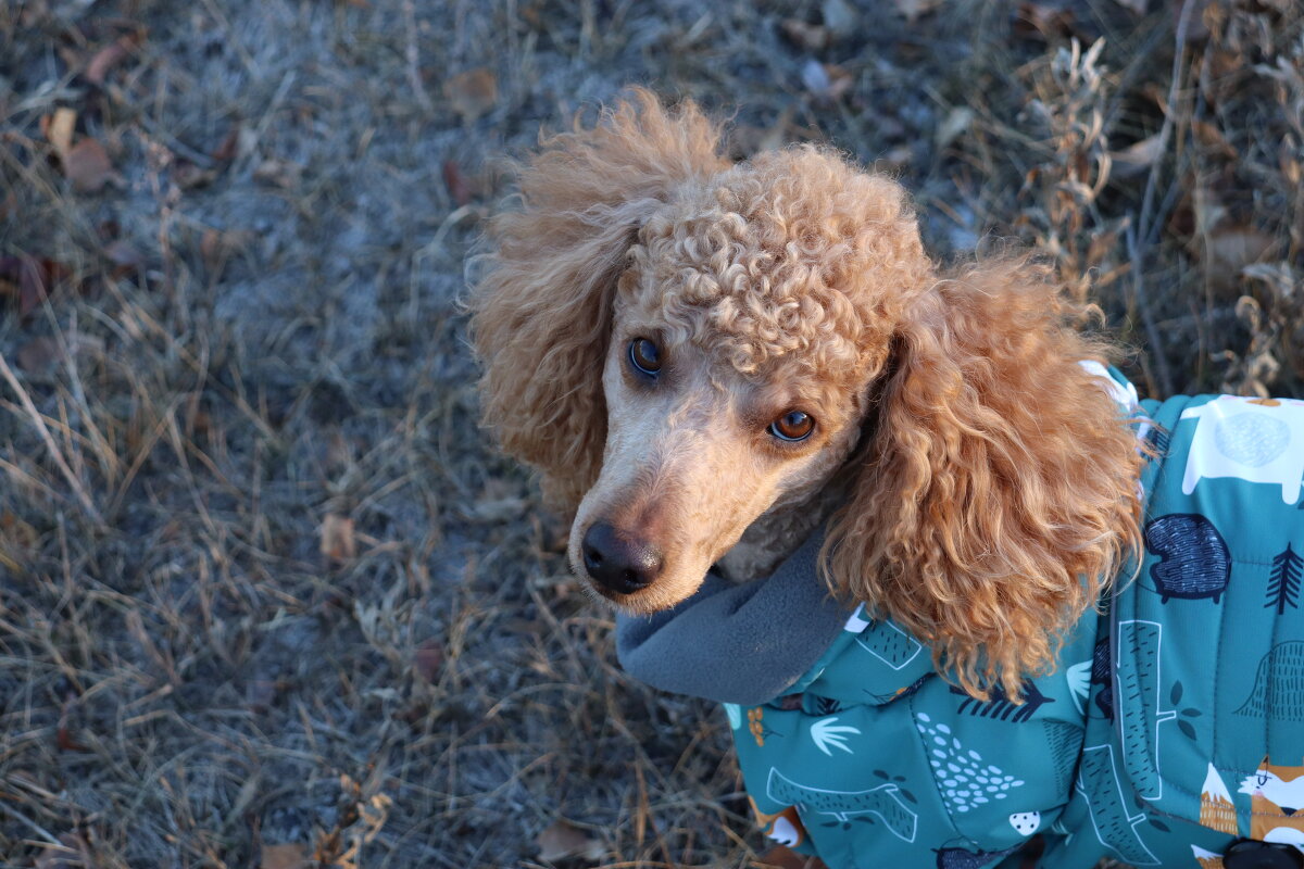 Человек собаке друг - Владимир 