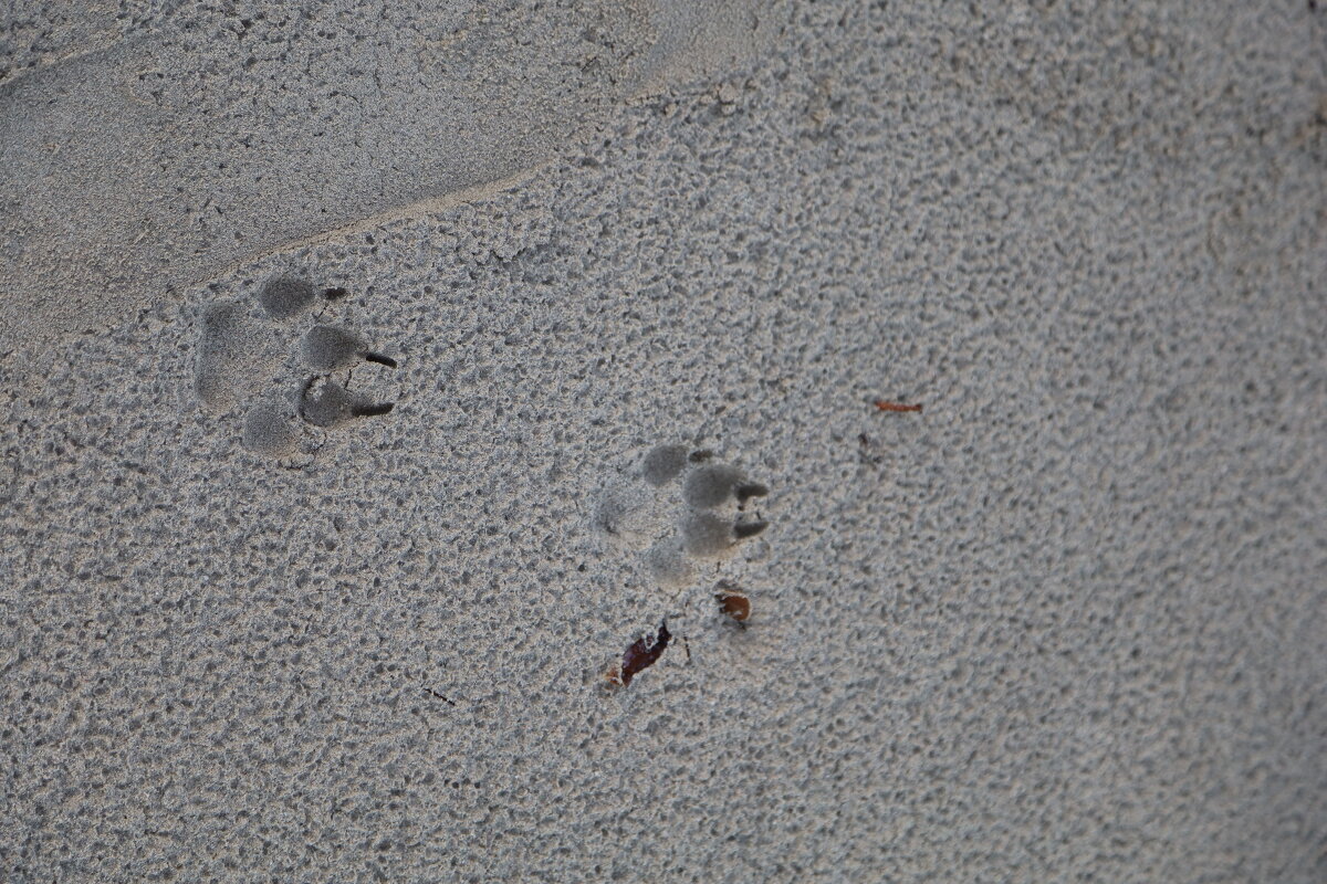 следы на песке - Александра Николаева