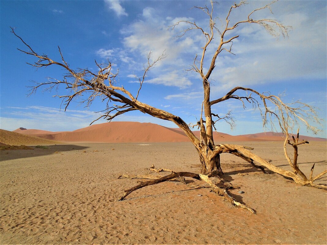 Одиночество в пустыне. - Игорь Матвеев 