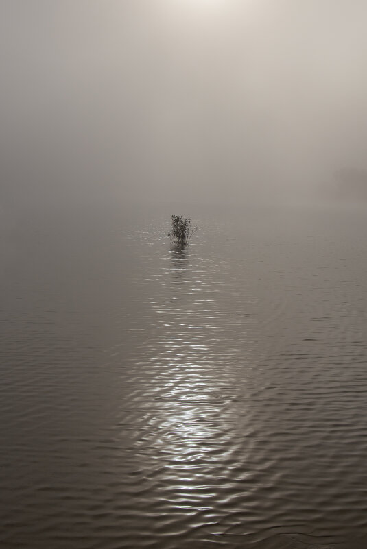 Утро туманное - Светлана Карнаух