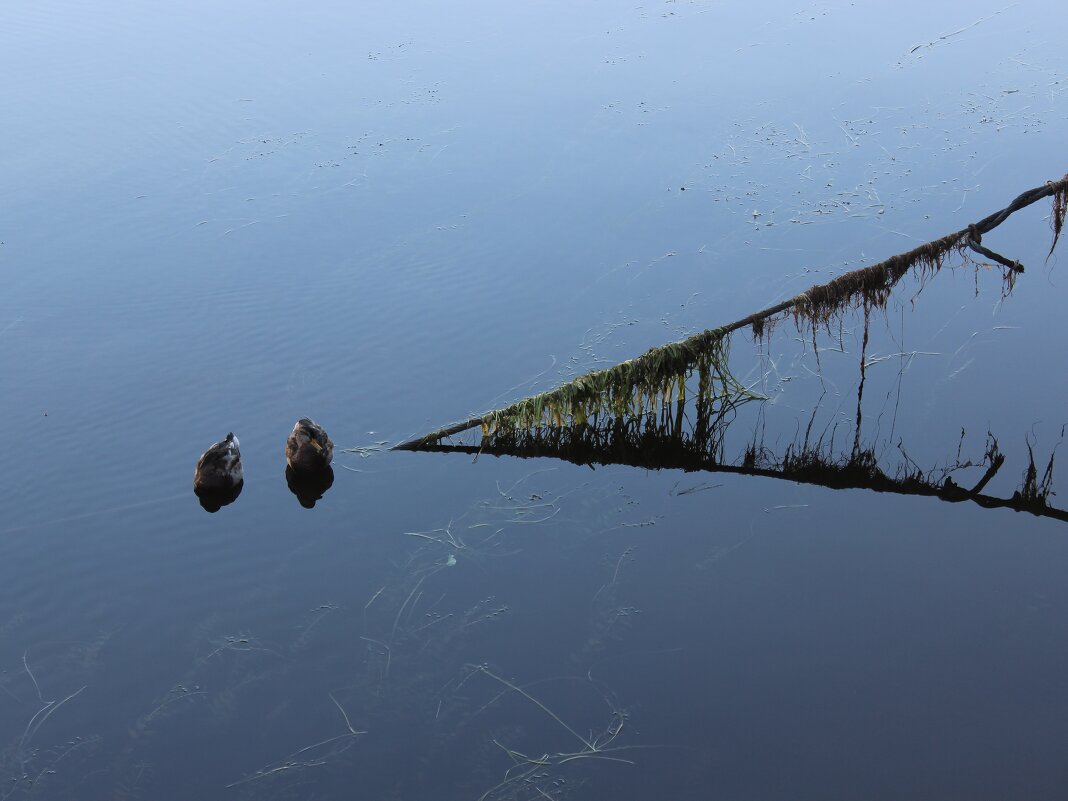 Птички на проводе - Светлана Мазнева