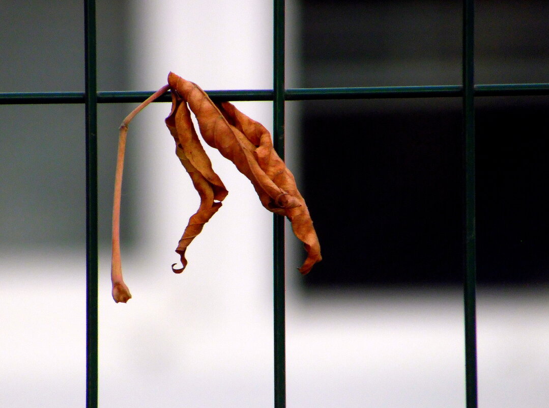 Осени конец. - nadyasilyuk Вознюк