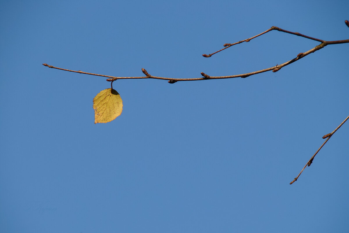 Последний лист - ♛ Г.Король