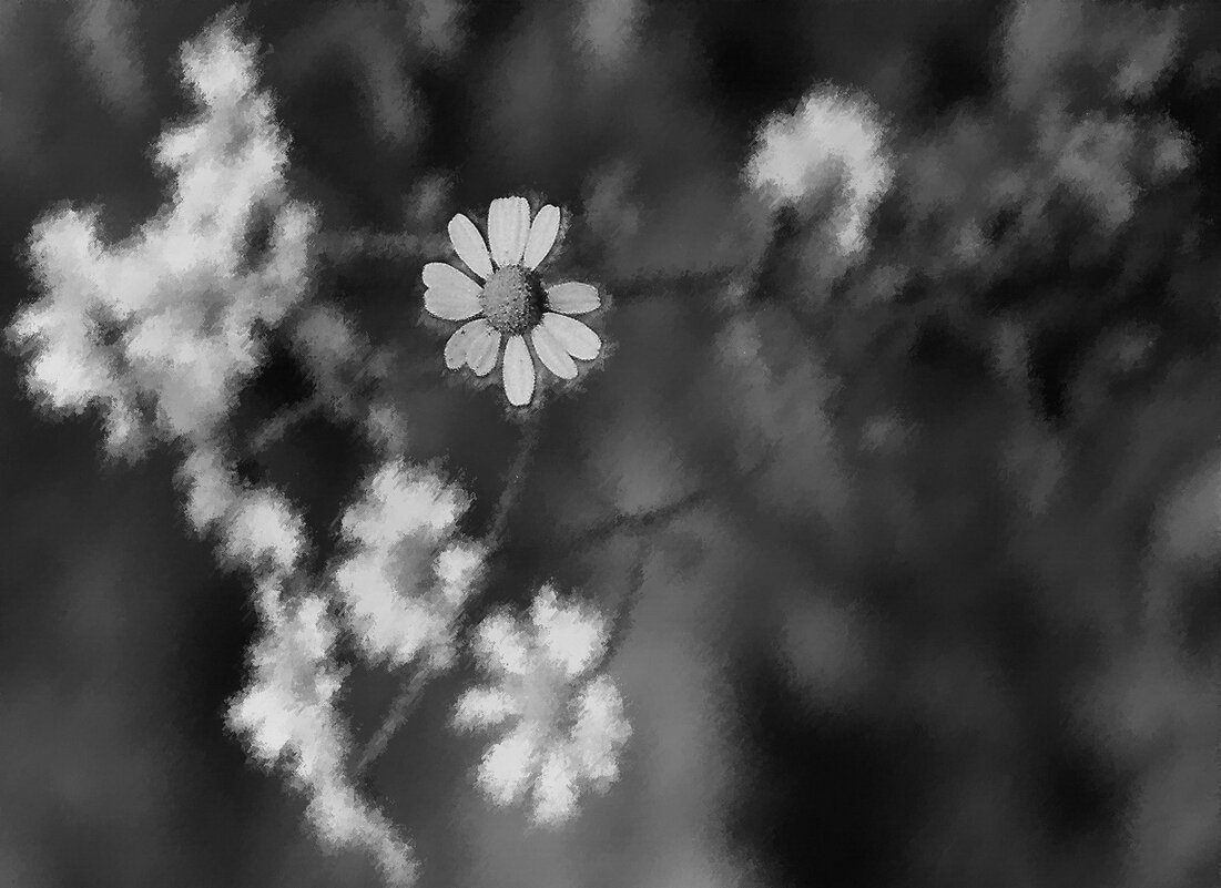 Ромашка - irina Schwarzer 