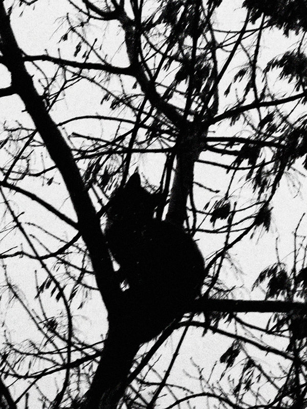 ... - Сергей Хабибула