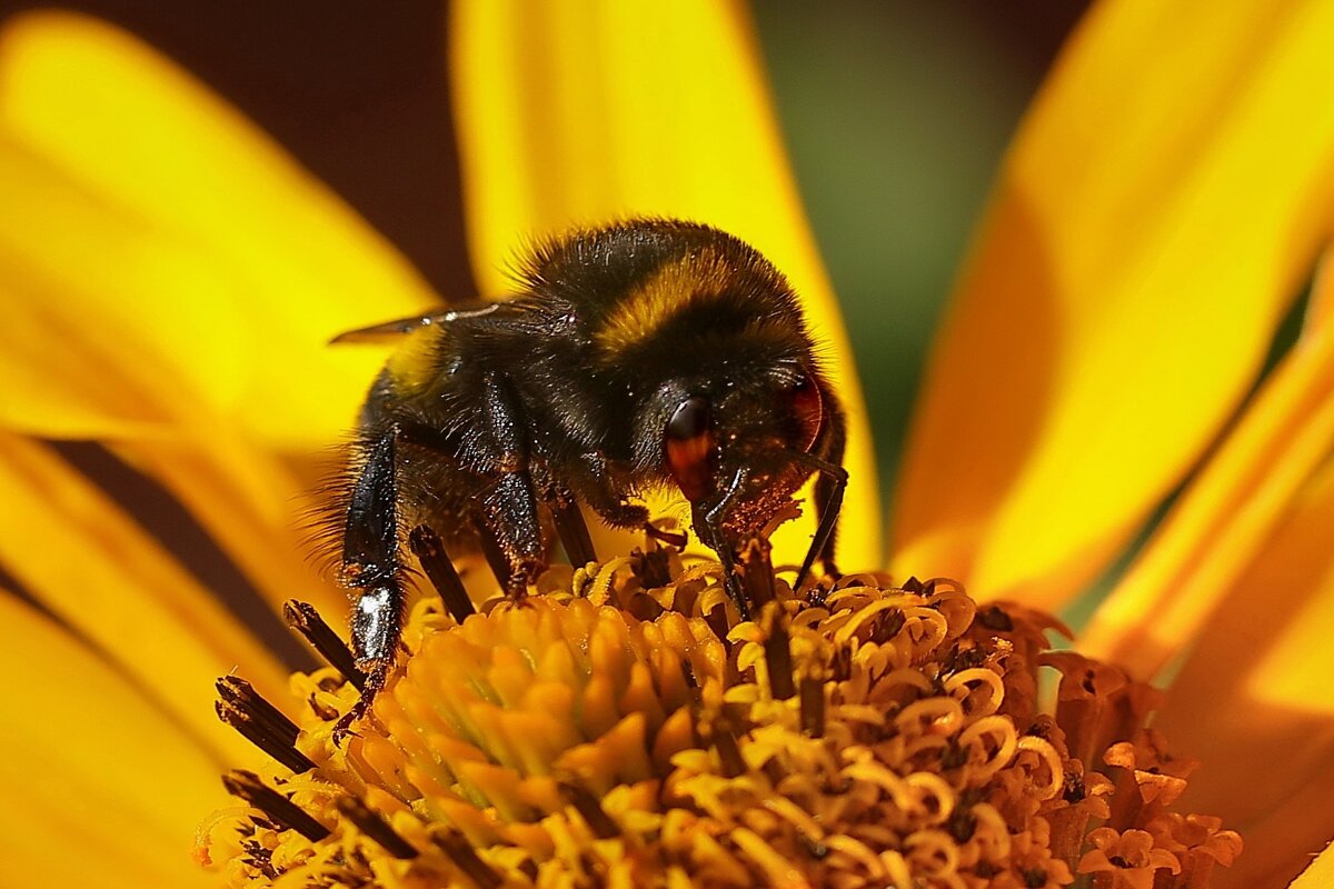 Завтрак шмеля. - Татьяна Бравая