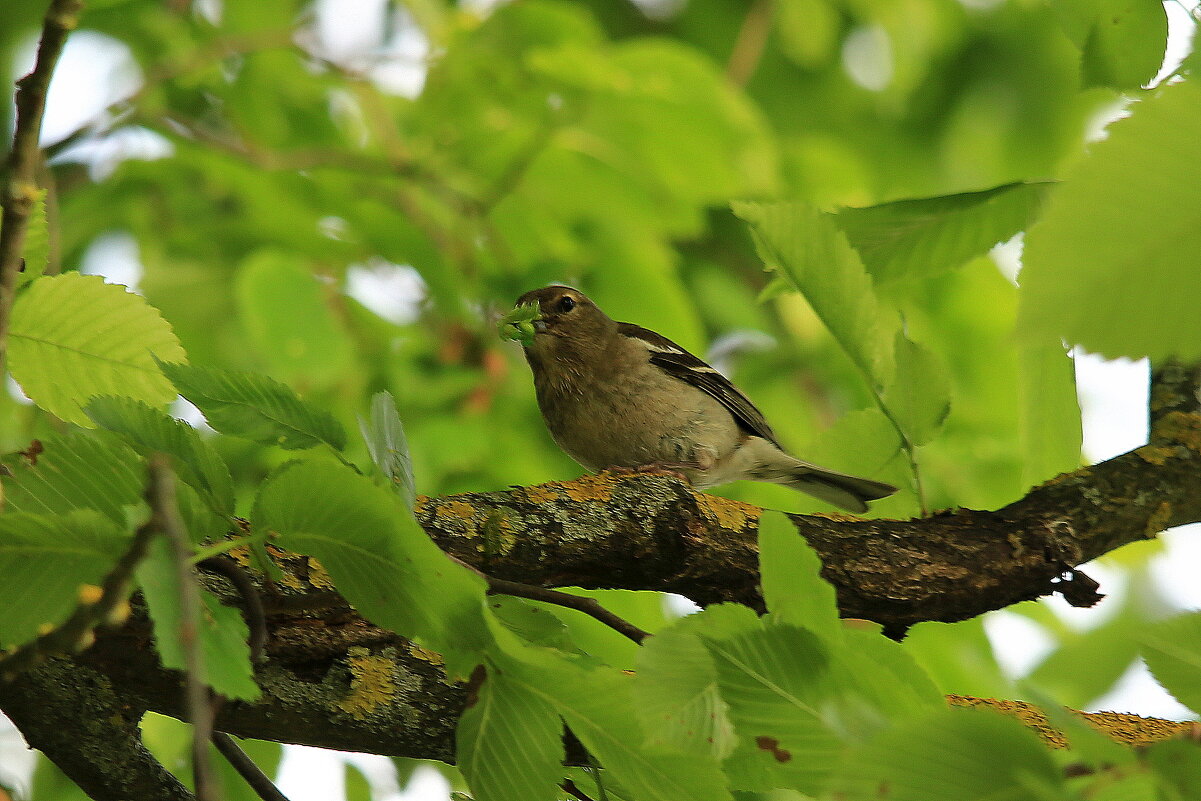 Маленькие радости лета... - Юрий Моченов