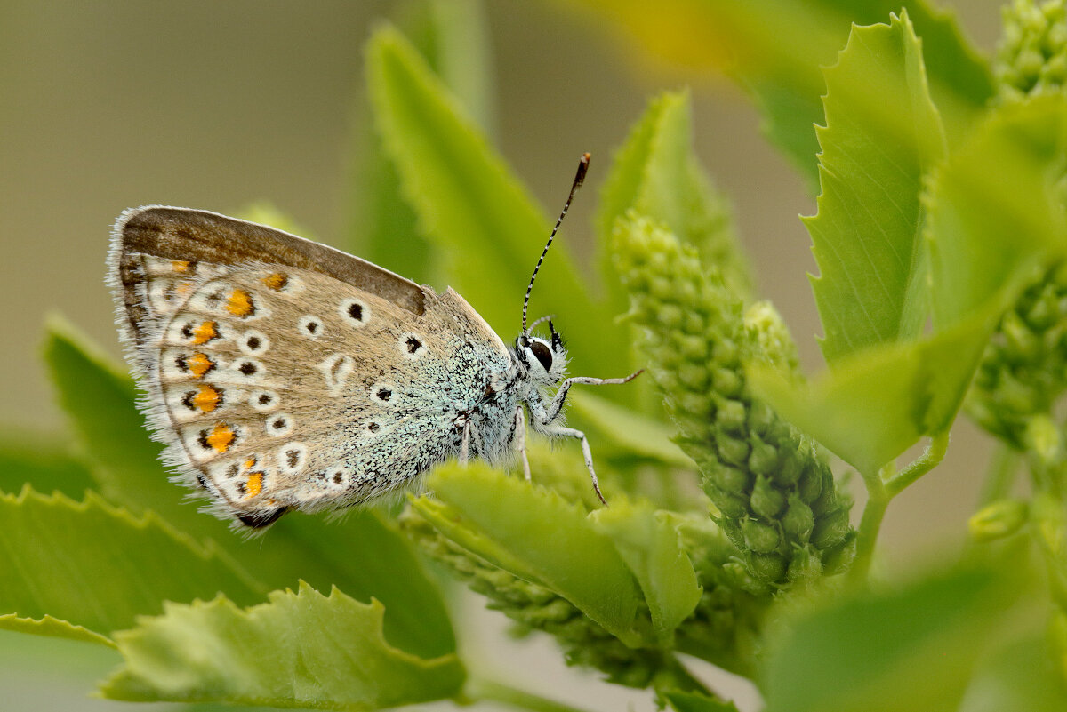 Бабочка - Татьяна Беляева