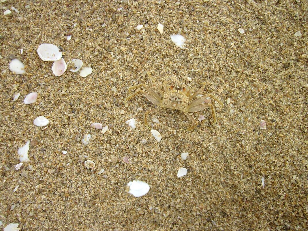 Мимикрия - Игорь Матвеев 