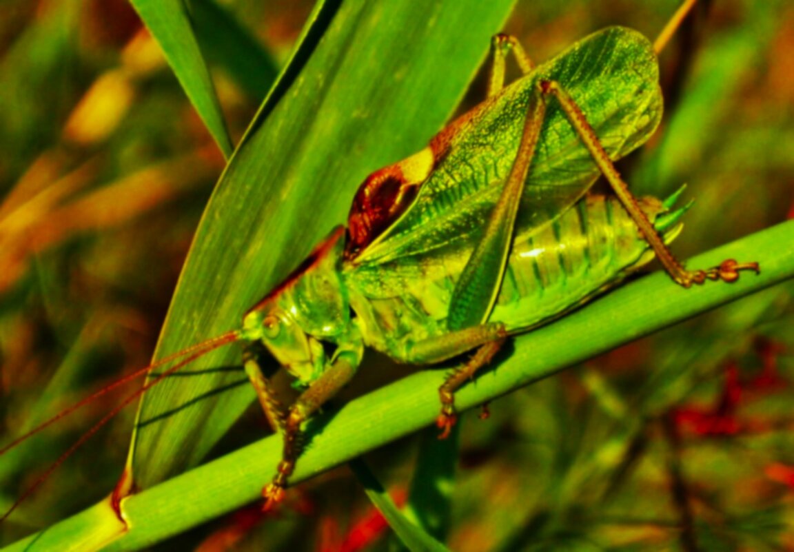 В камышах сидел кузнечик - Aida10 