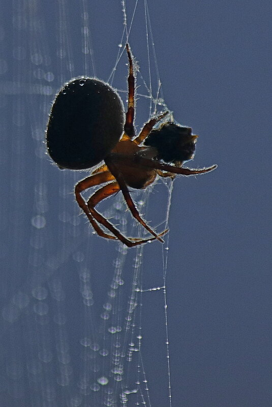 В утреннем свете - Александр Велигура