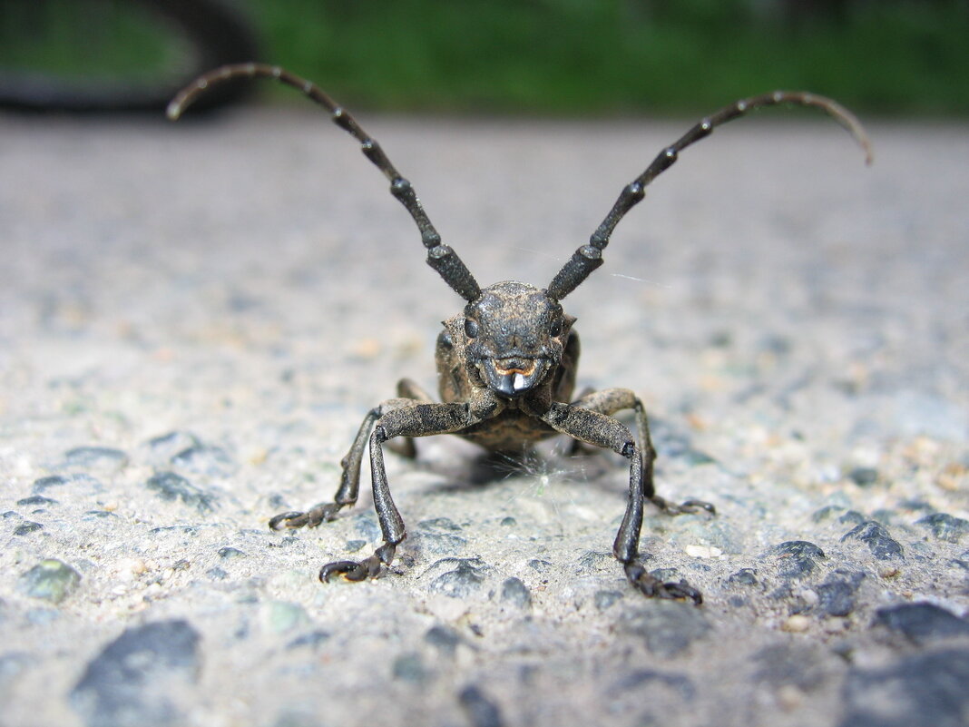 *** - Игорь *** - Игорь