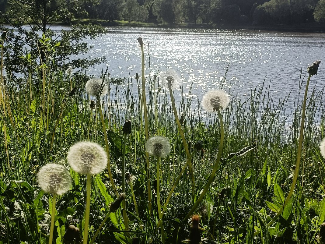 одуванчики-маленькая жизнь - Галина R...