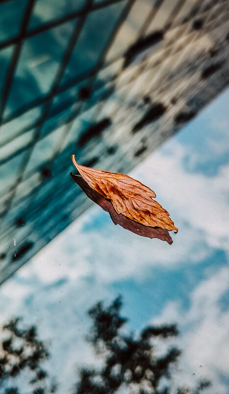 осени привет - Ольга Гончарова