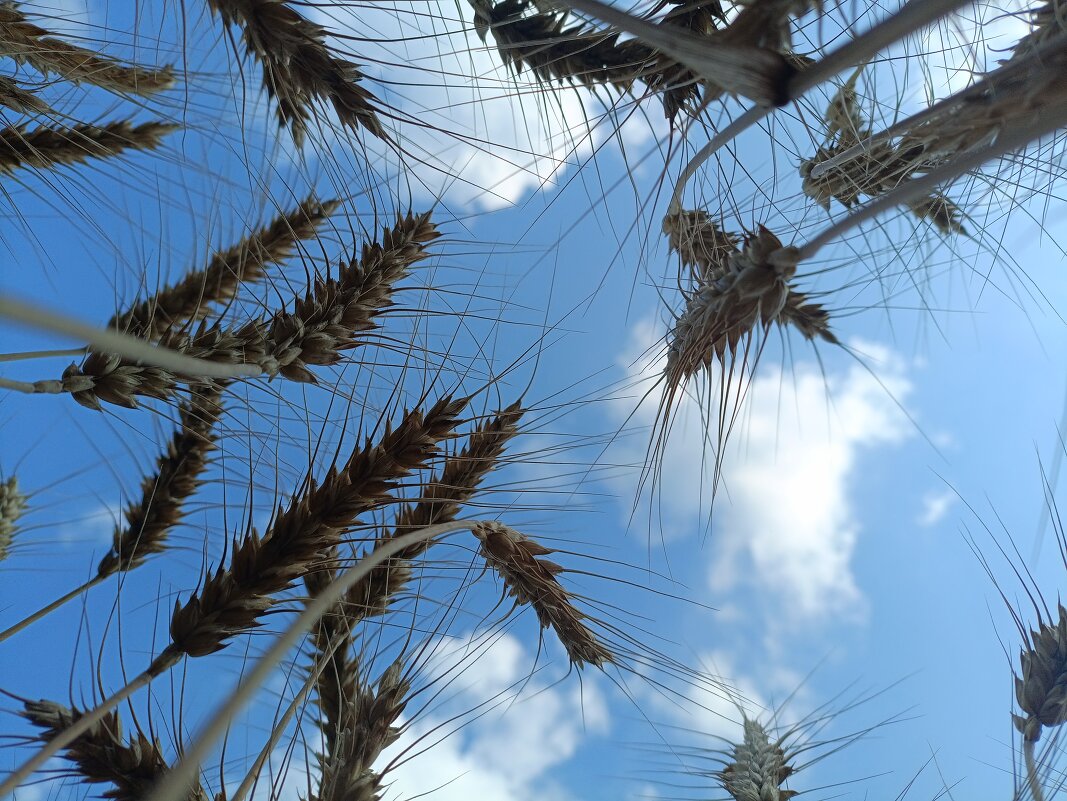 Колоски - Марина Гранкова