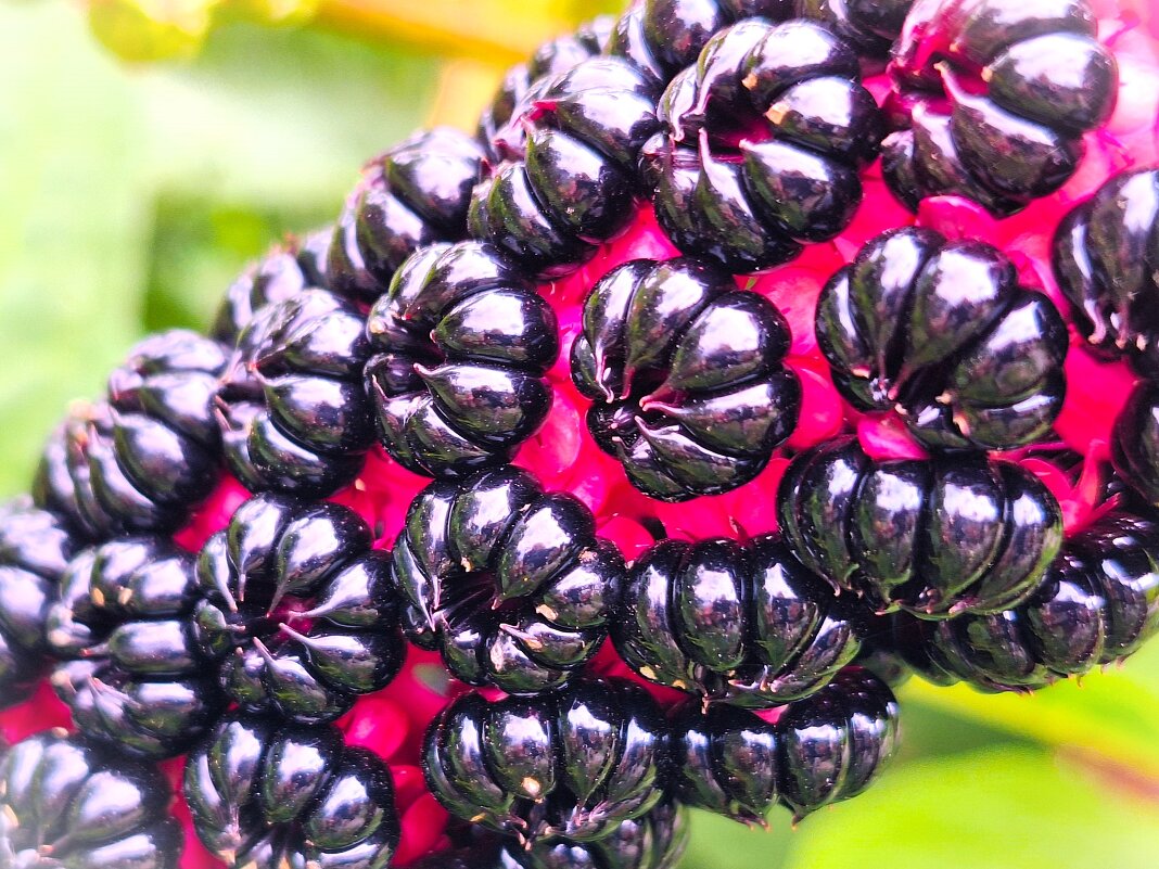 Лаконос американский - Наталья 