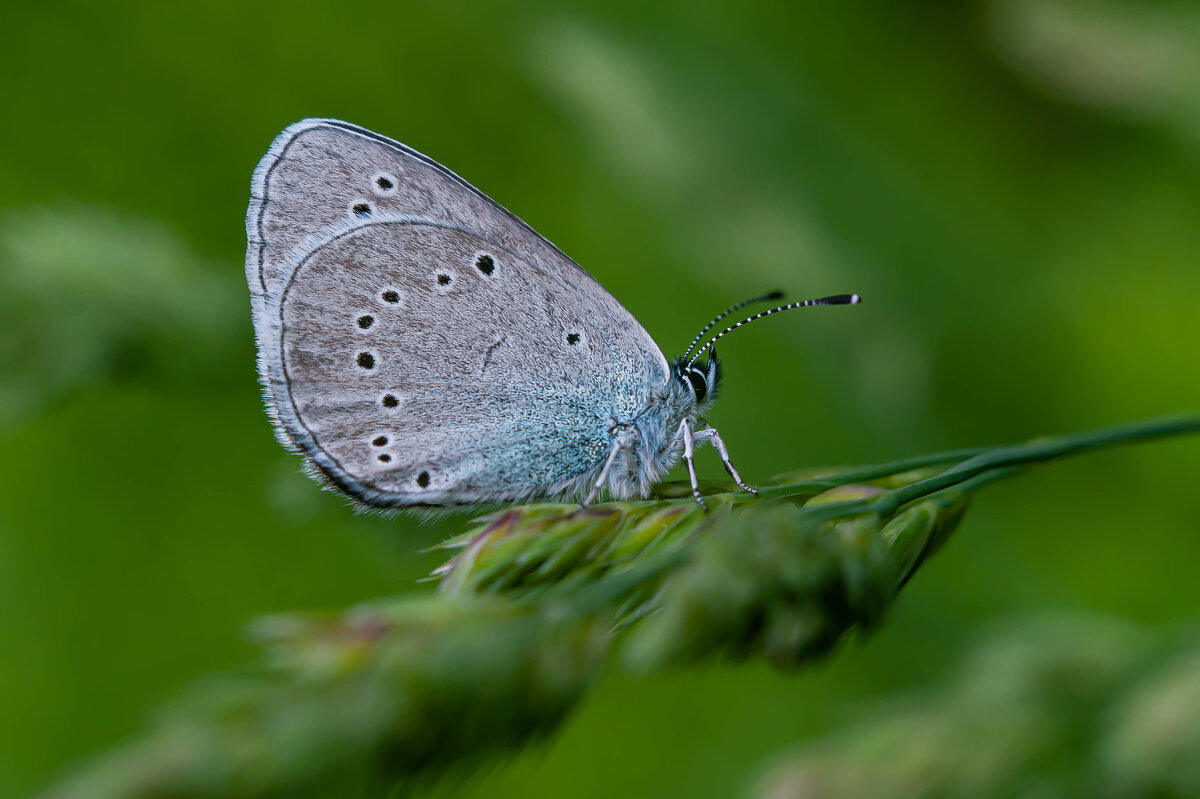 Голубянка Алексис (небесная) - Вадим Басов Голубянка Алексис (небесная) - Вадим Басов