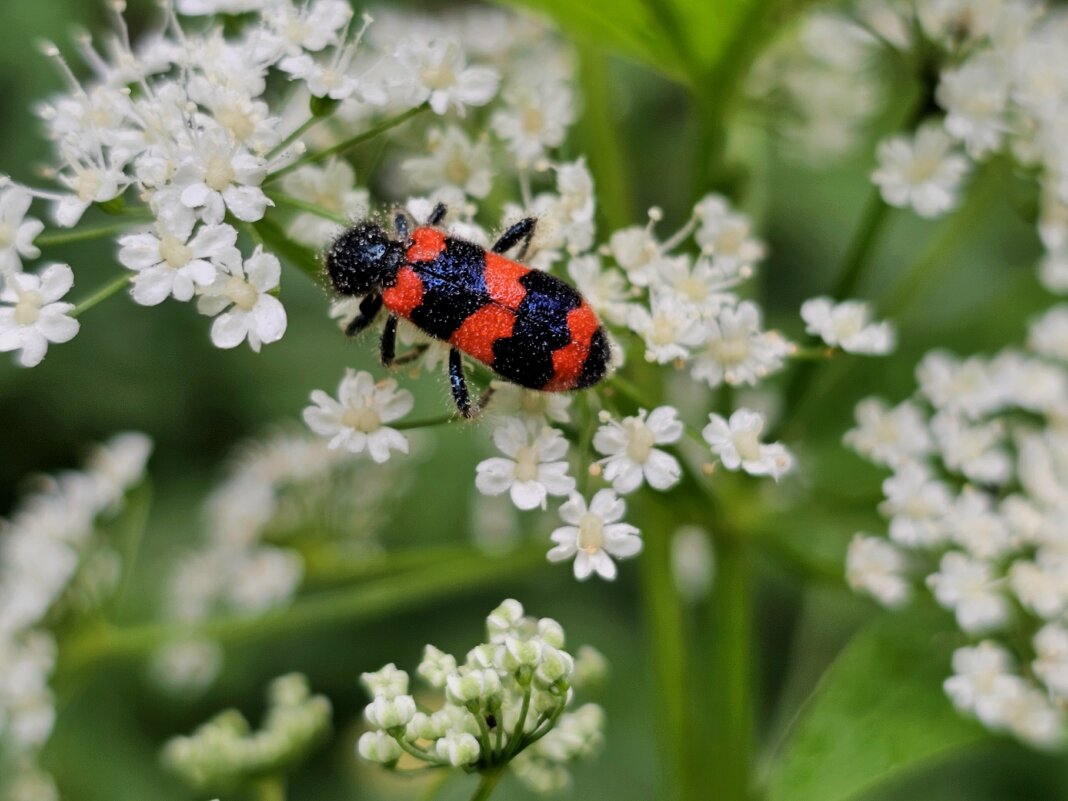 Насекомое - Мария Яковлева