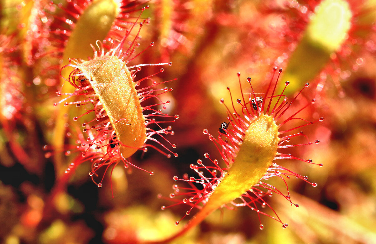 Росянка . - Владимир 