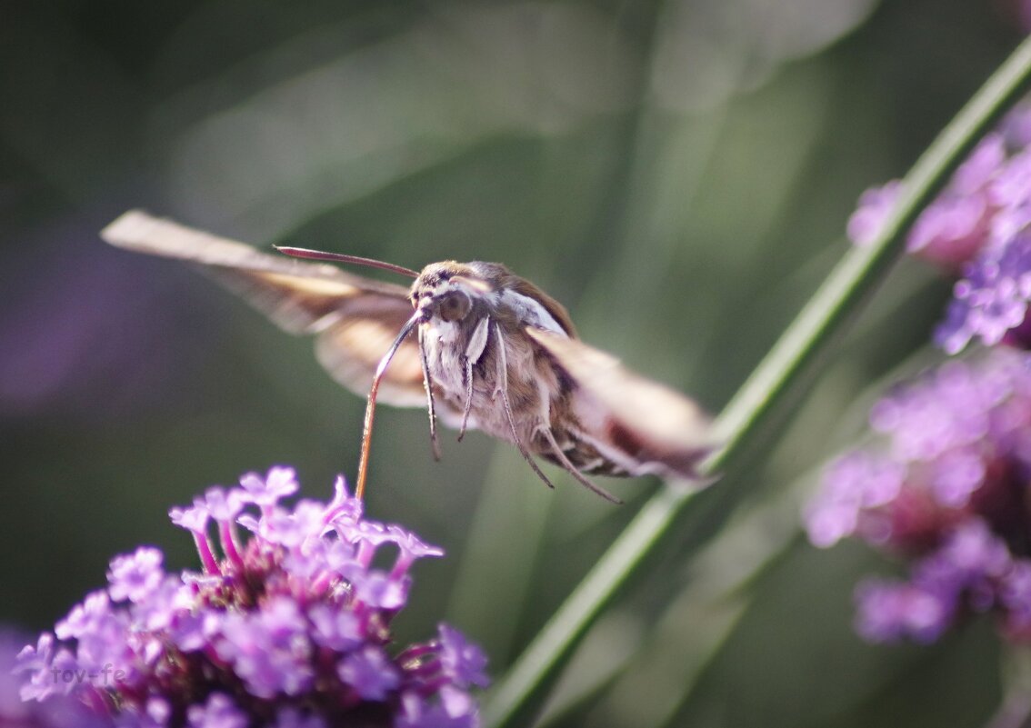 Трапеза Бражника - Олег Терёхин