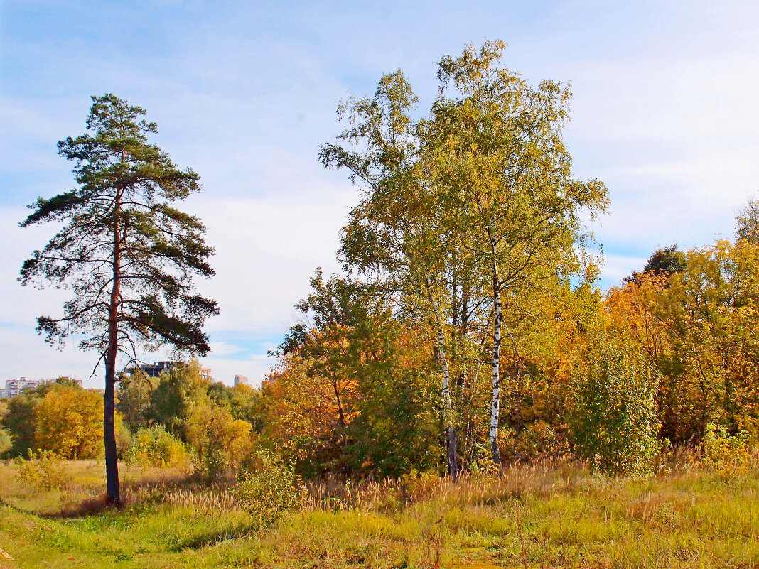 Краски осени. :: photo view