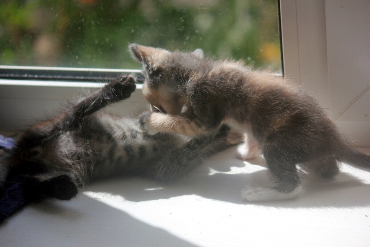 котята :: Сергей Кочнев