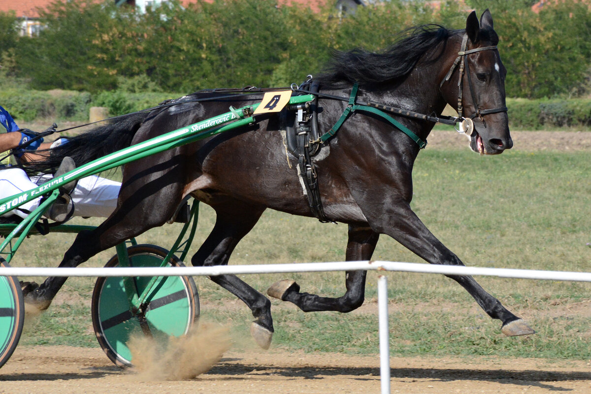 Красивое животное :: Милорад 