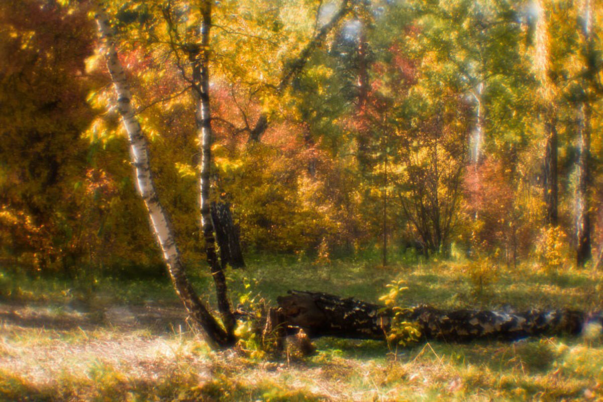 Осень в парке :: SanSan San