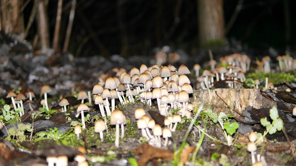 дары осеннего леса... - Verun 