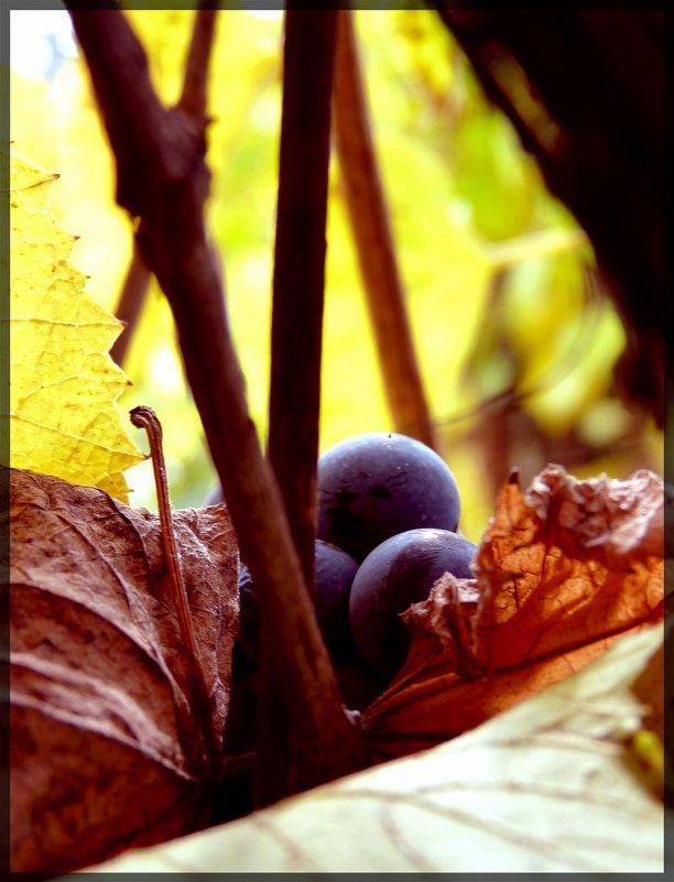 Вкус осени - Ви Ви