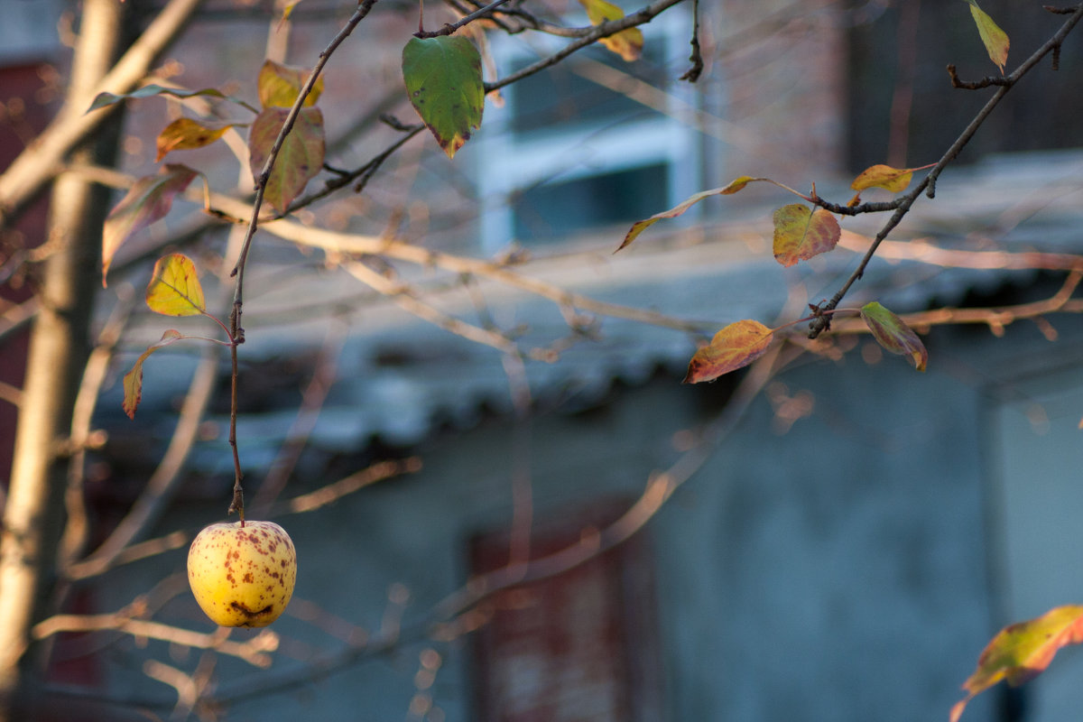 последнее яблоко - promezh_ utok