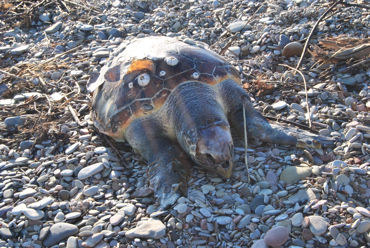 последний день осени.Адриатика - николай гусятинский