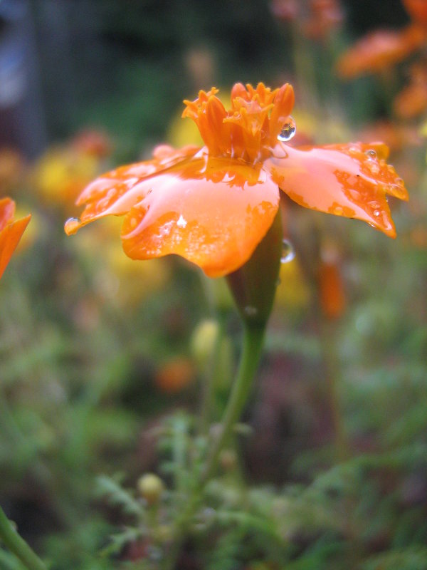 А дождь идёт... - Etel 