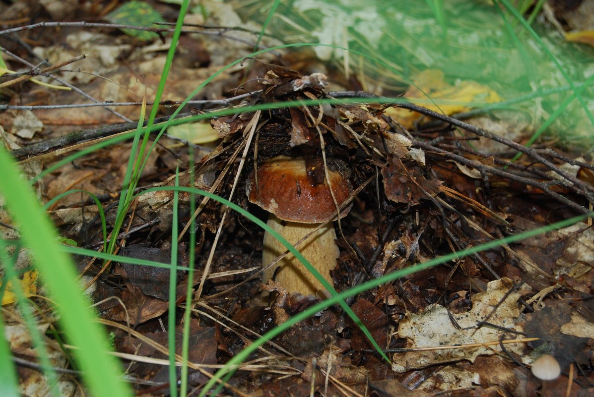 осень - Анна Чигряй