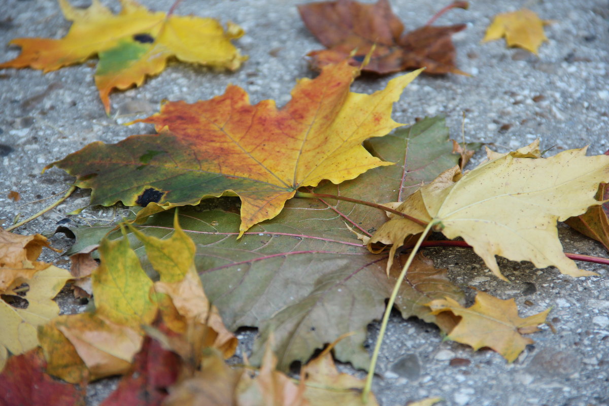 Осенняя палитра - Ольга : )
