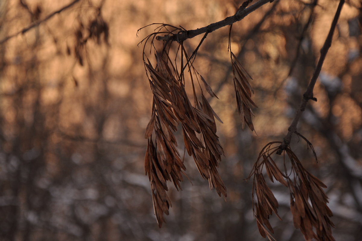 Картина маслом - Алексей Коротков
