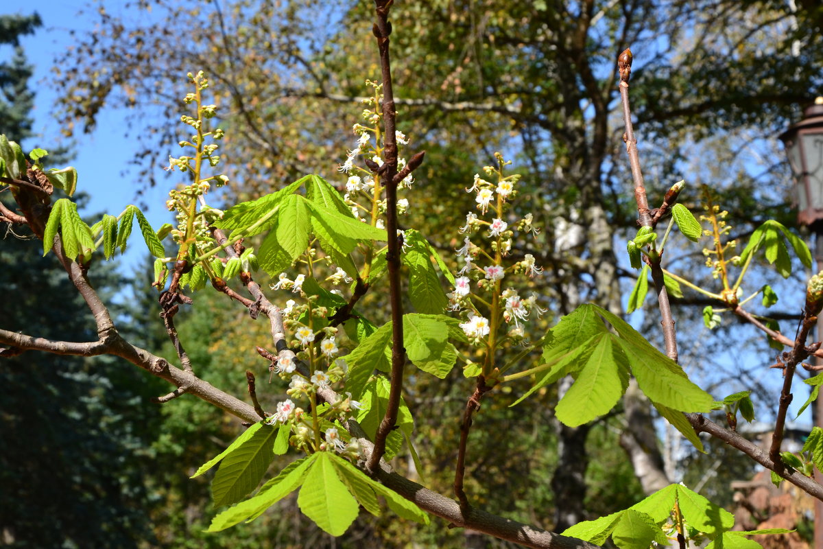 Каштан цветущий в сентябре - Александр Яценко