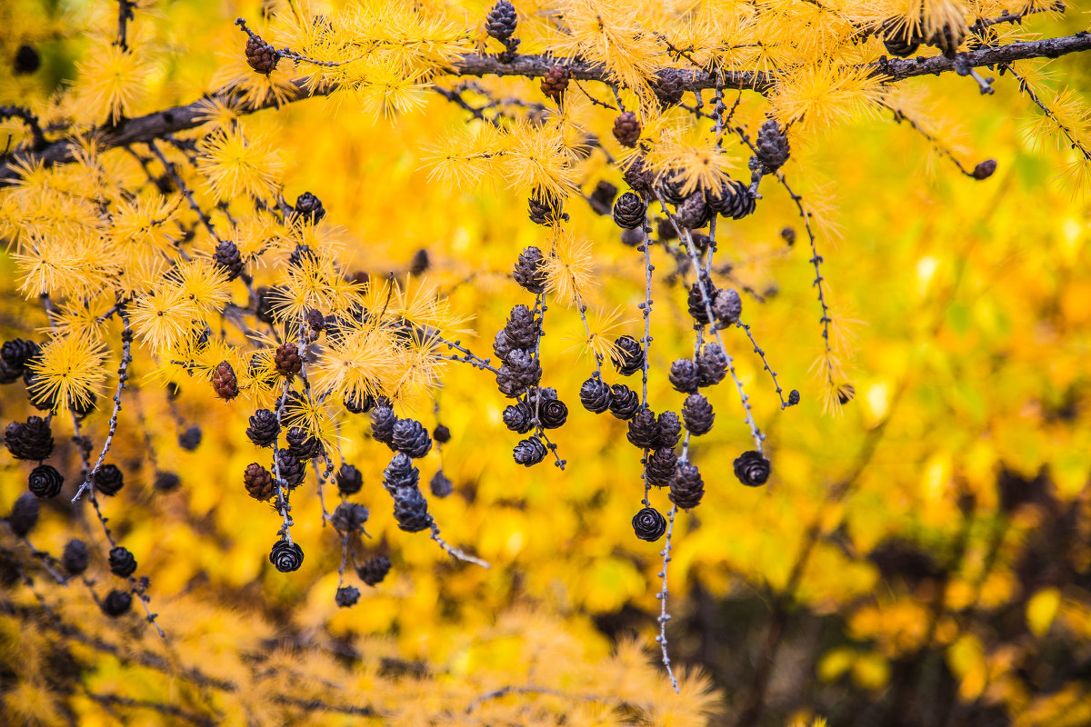 Осенняя лиственница - Яна К