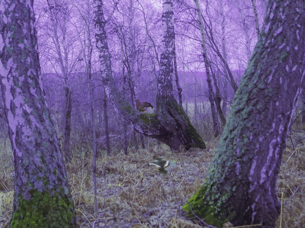 Осенний лес. Рассвет - Аркадий Пазовский