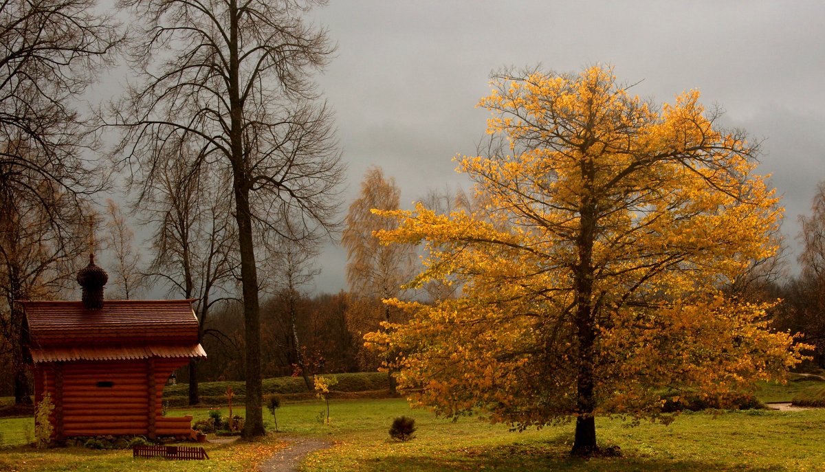 Осенний дуб. - Соколов Сергей Васильевич 