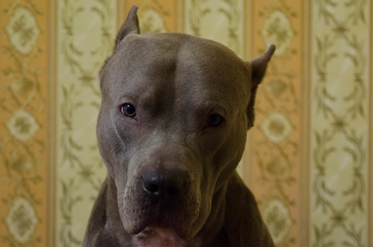 портрет - Надежда Кондрова