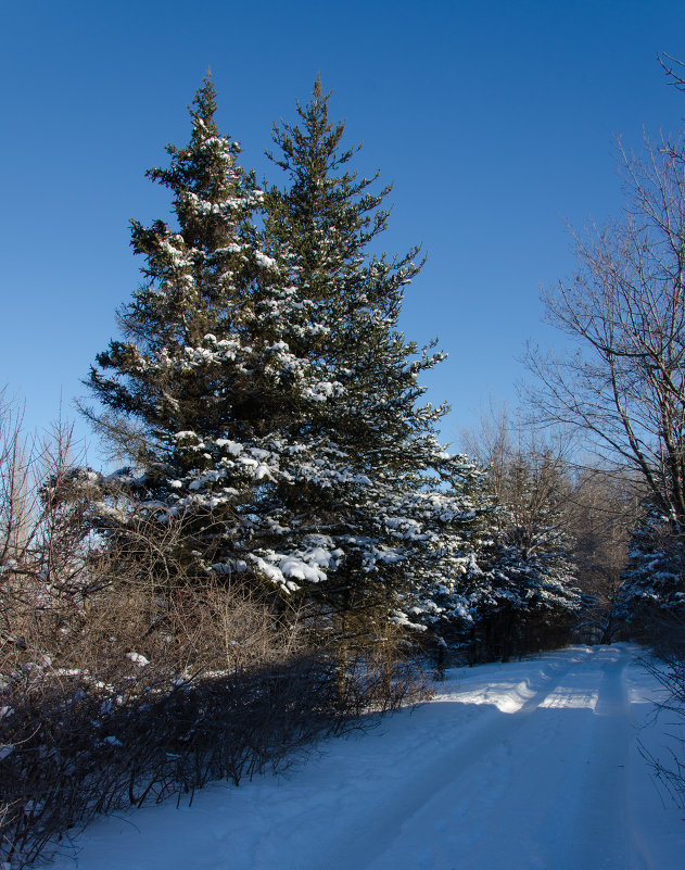 Зима - Ольга Савотина