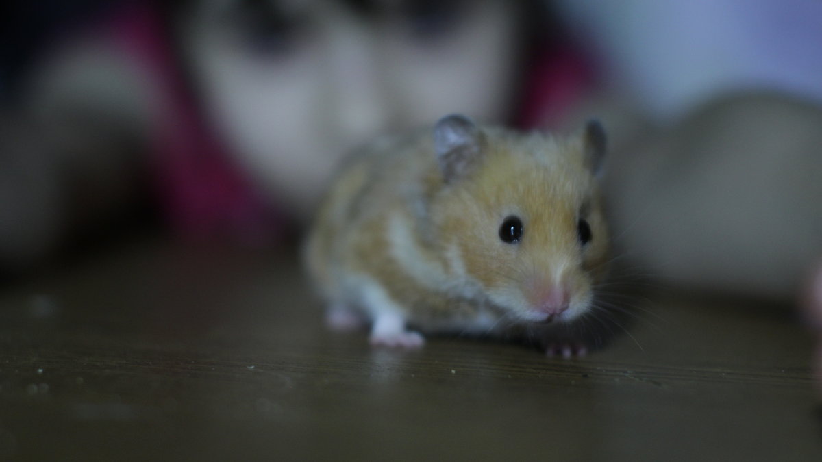 ... - иван гора