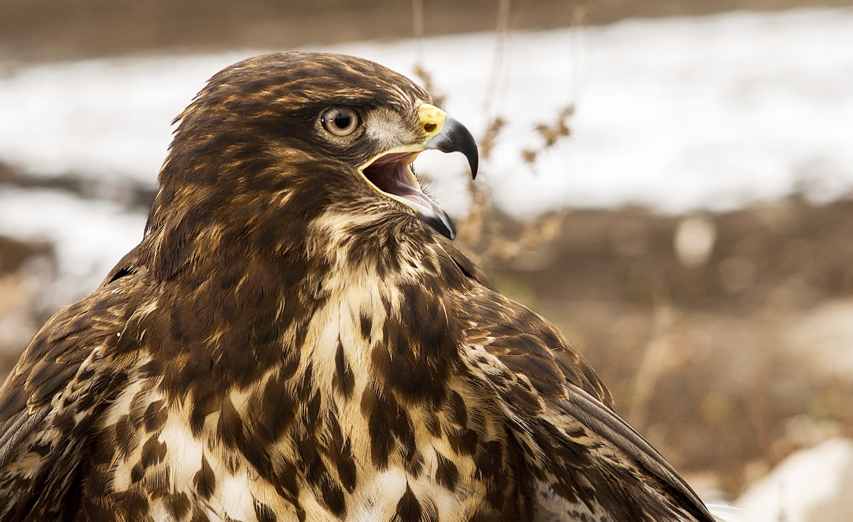 ястреб - сергей 